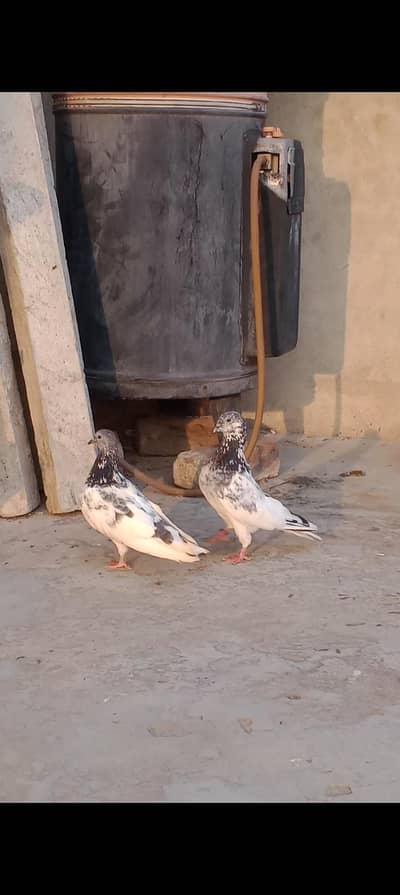 chhat wala pair for sale