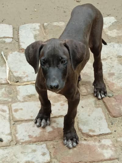 bully female puppy 03709515131