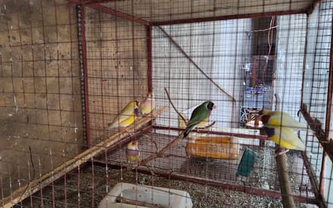 Gouldean Finches
