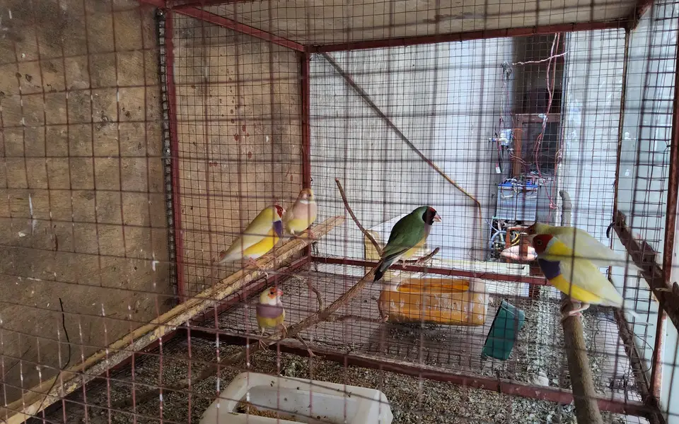 Gouldean Finches