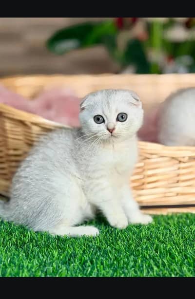 Scottish fold kittin for sell. 0313 4935014