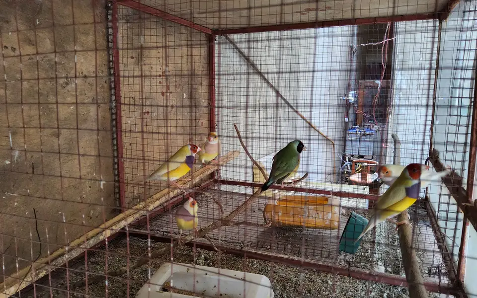 Gouldean Finches — photo 2