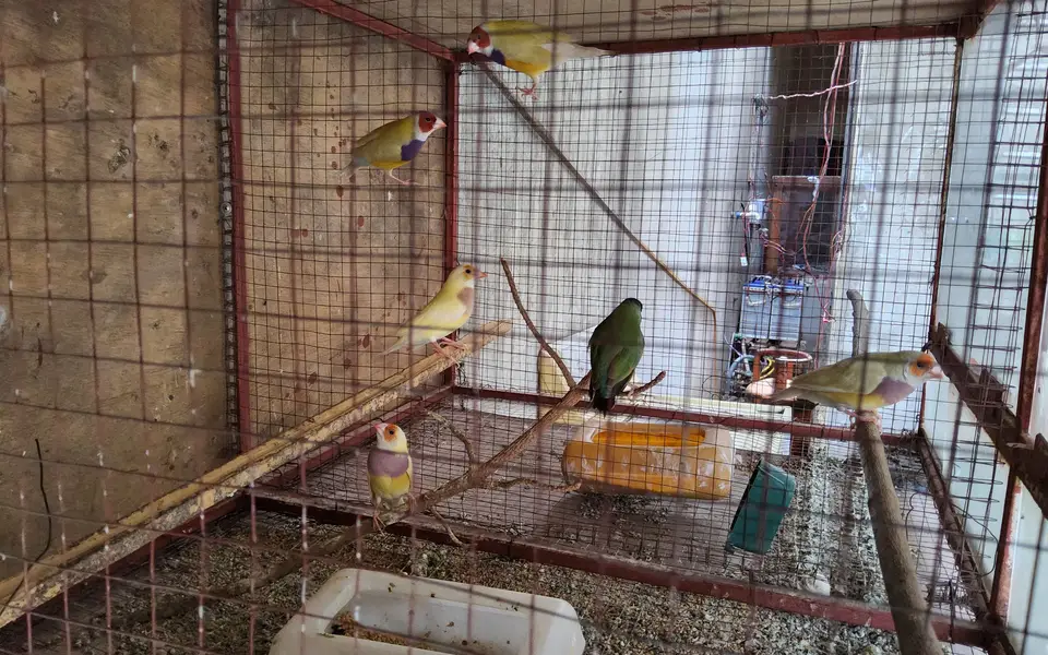 Gouldean Finches — photo 3