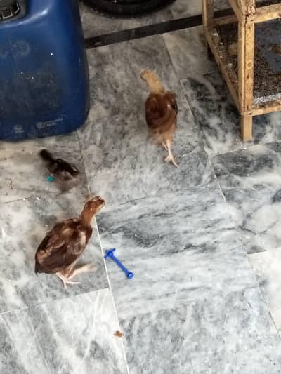3 Chicks with cage