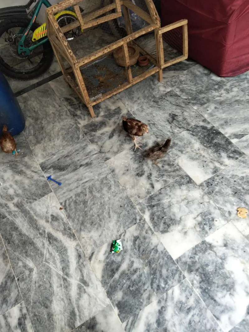 3 Chicks with cage — photo 2
