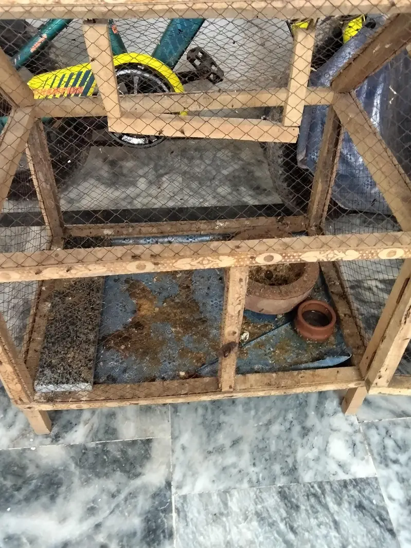 3 Chicks with cage — photo 3