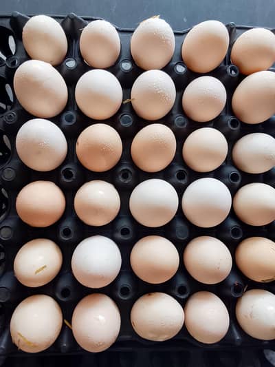 Desi misree egg  450 Rupees Darjan