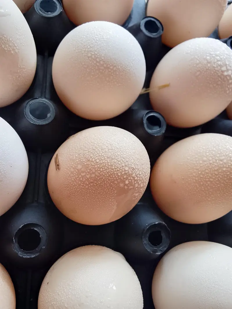 Desi misree egg  450 Rupees Darjan — photo 2