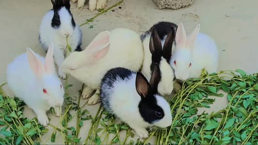 little bunnies(rabbit)