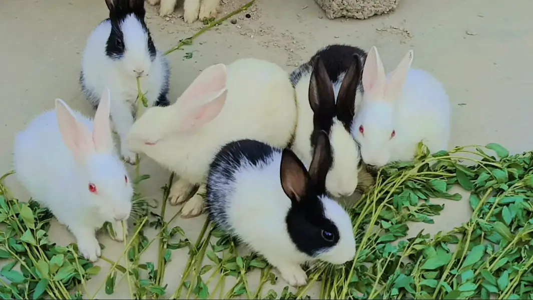 little bunnies(rabbit)