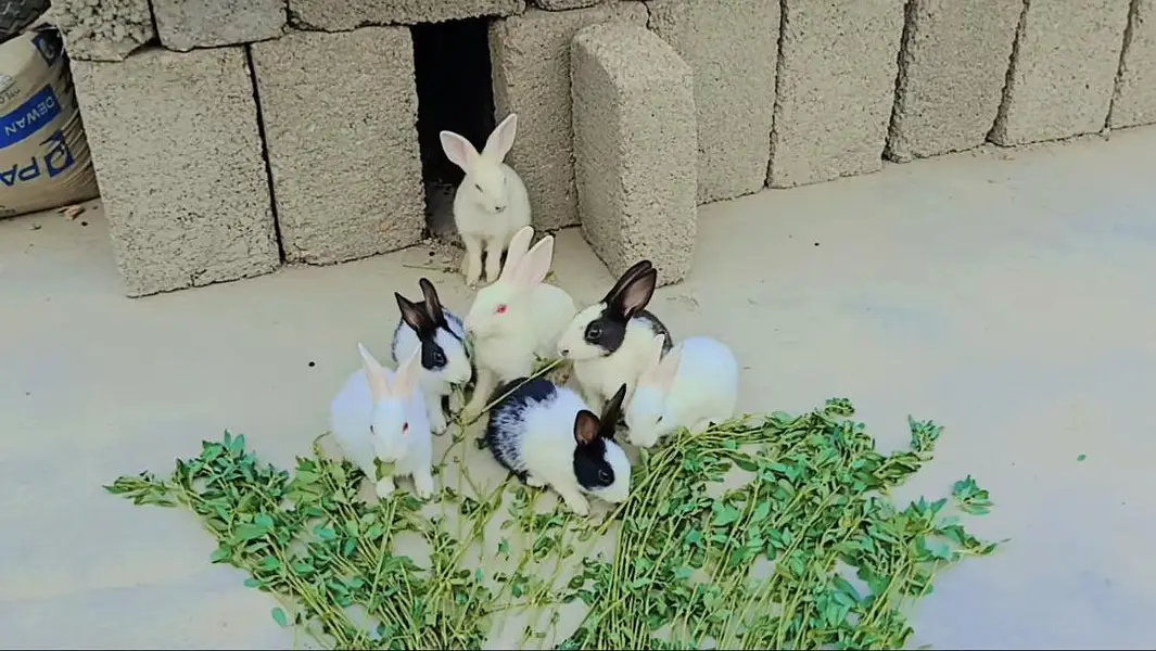 little bunnies(rabbit) — photo 2