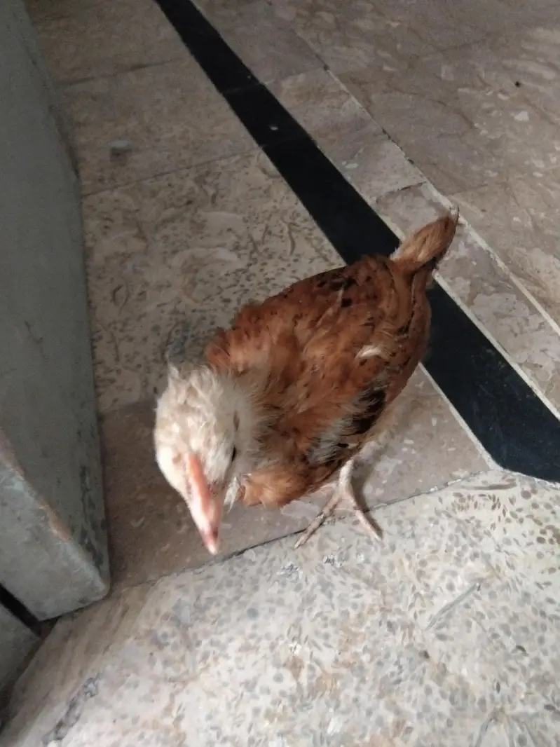 3 Chicks with cage — photo 4