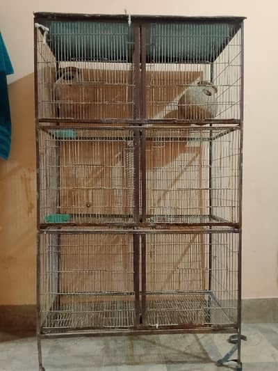 birds caged