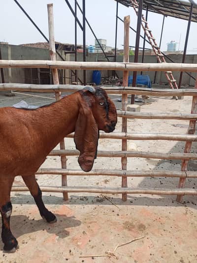 nagri female