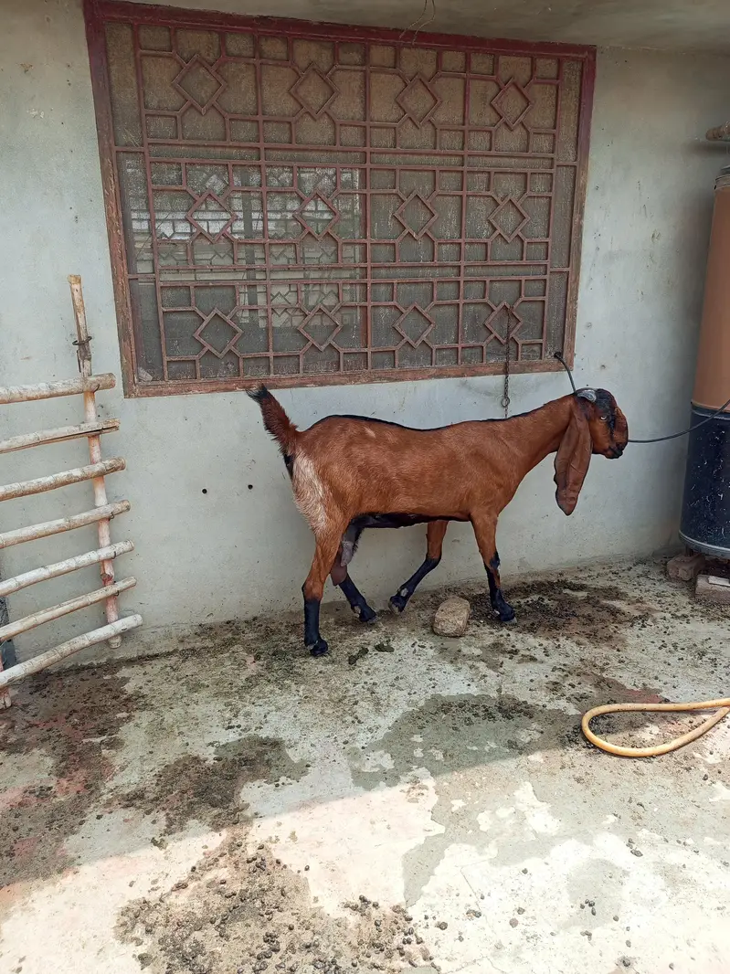nagri female — photo 2