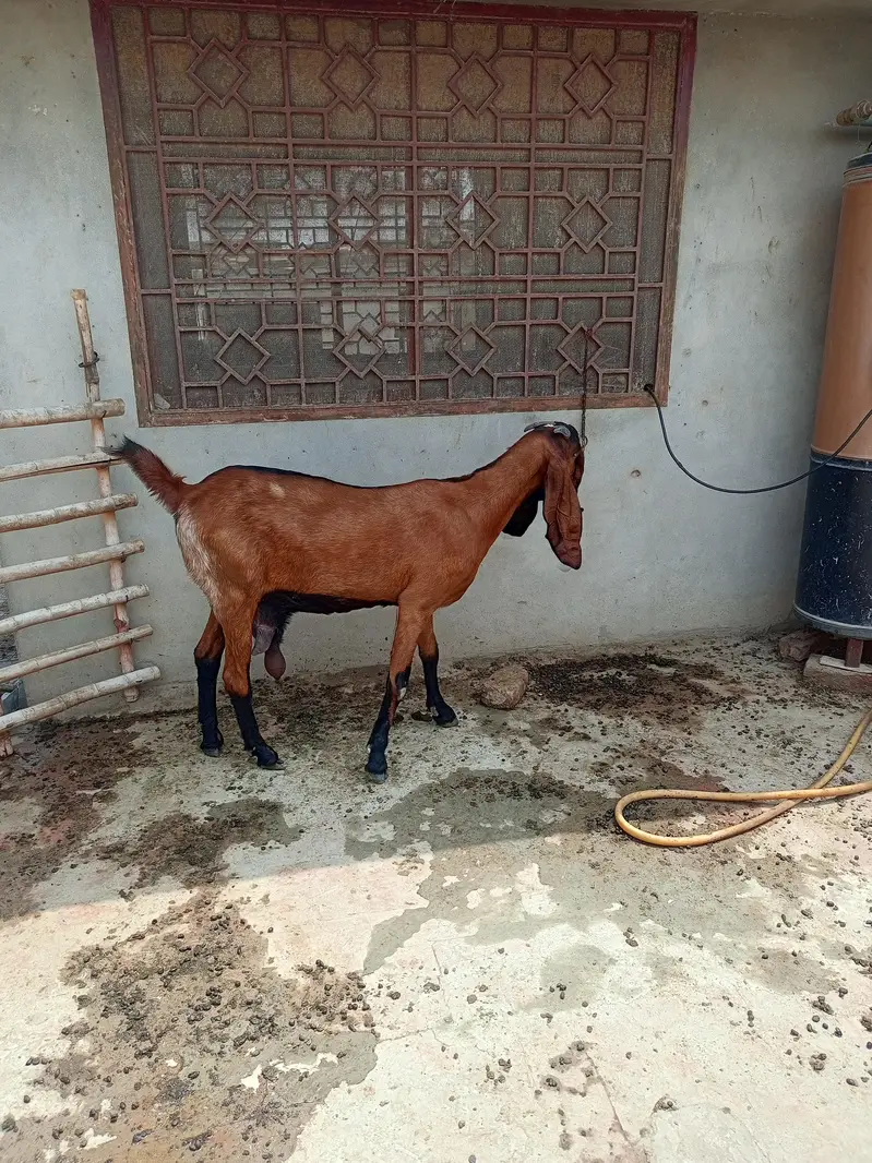 nagri female — photo 3