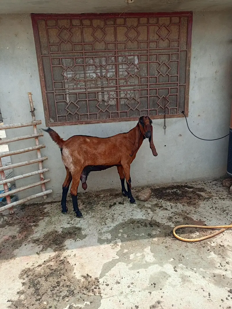 nagri female — photo 4