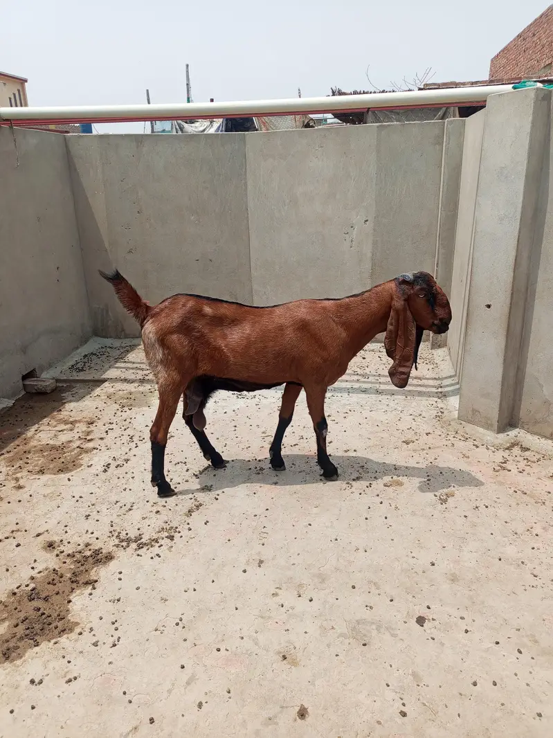 nagri female — photo 5