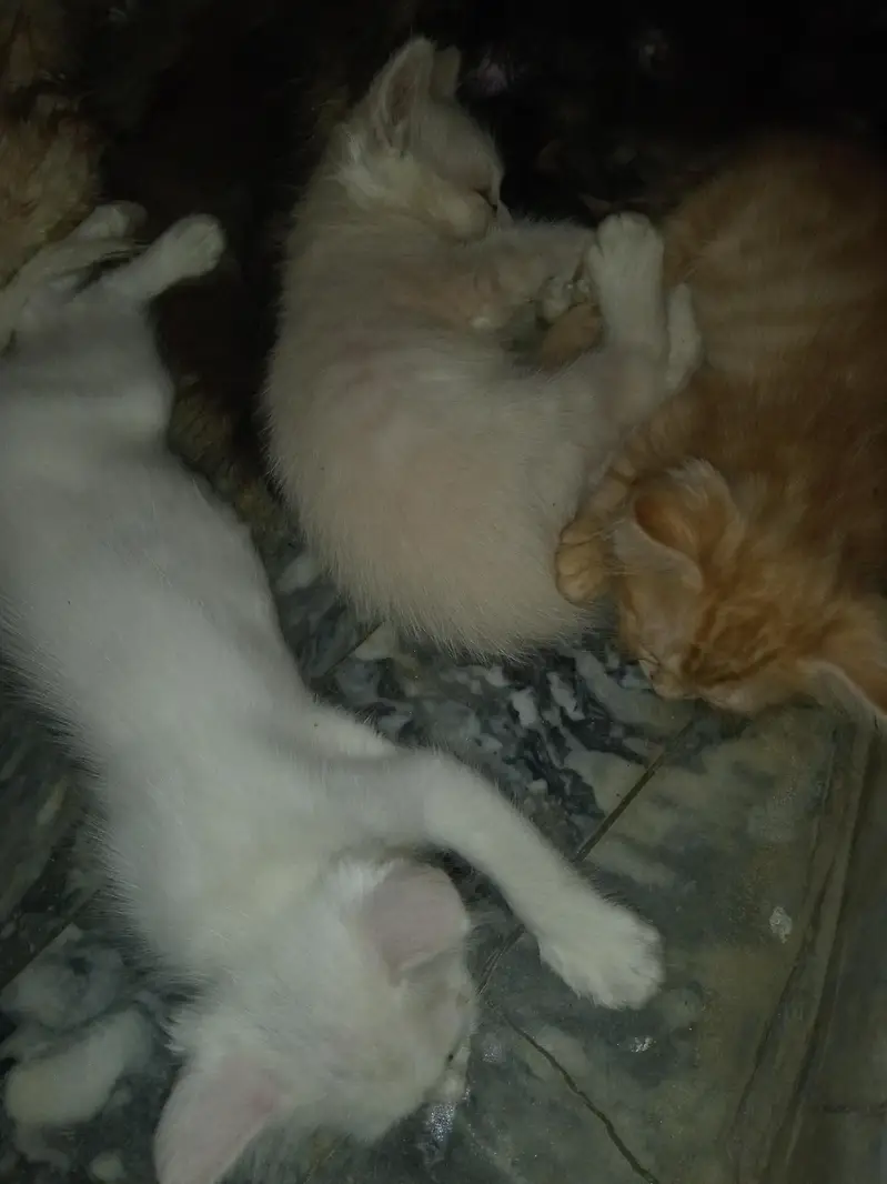 double coating pets — photo 2