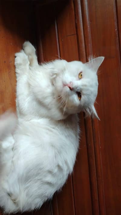 Persian Tom