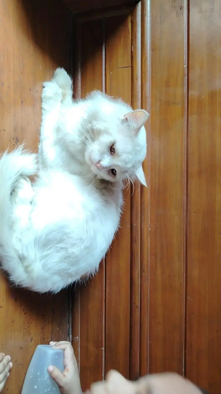 Persian Tom — photo 2