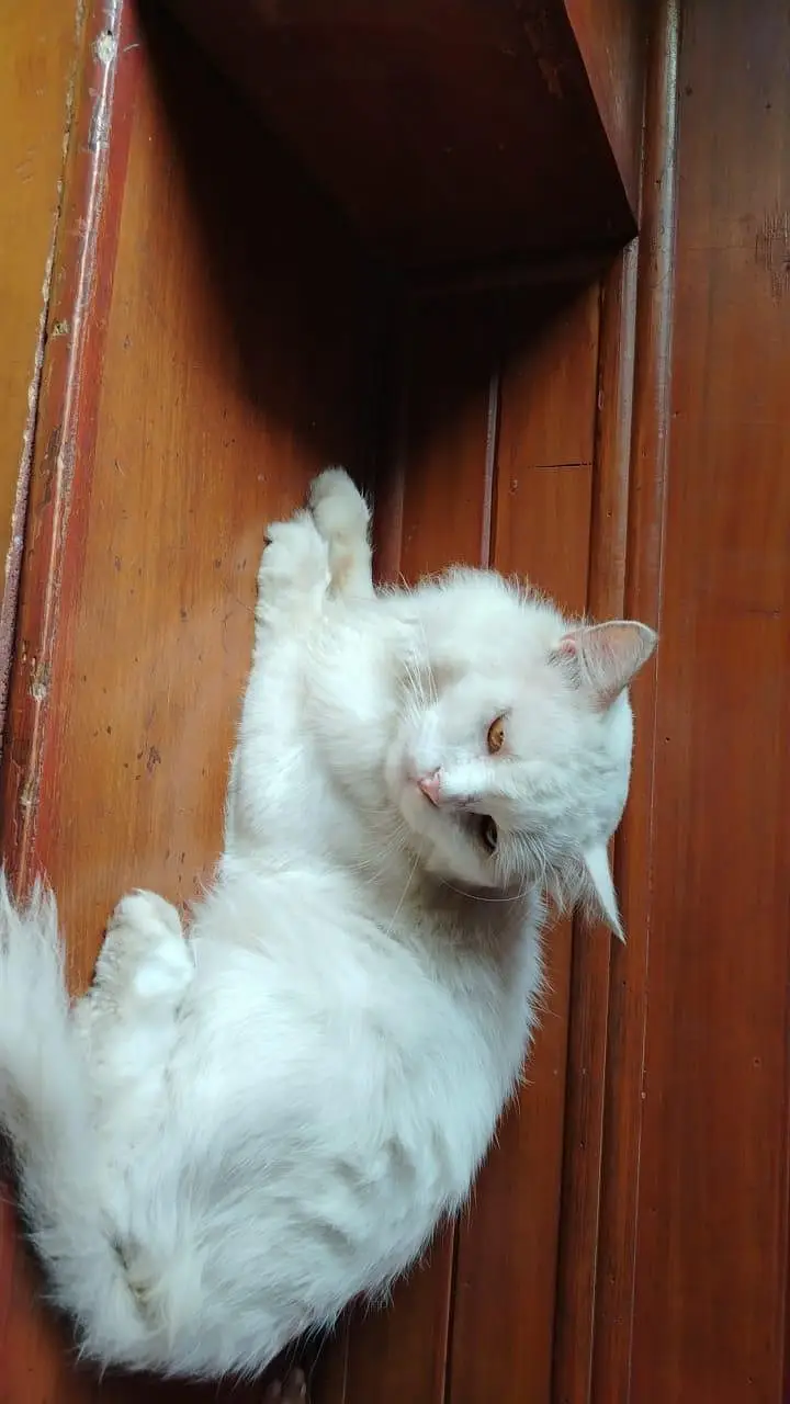 Persian Tom — photo 3
