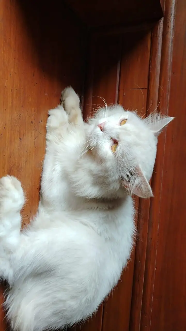 Persian Tom — photo 4