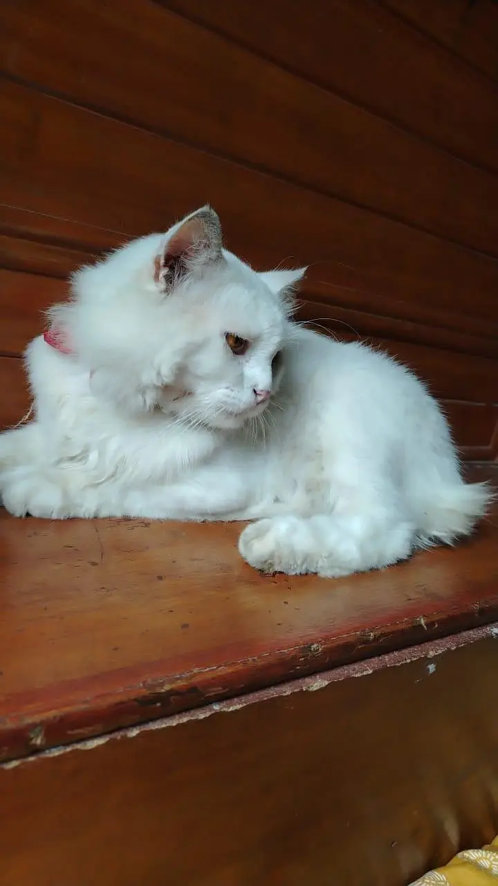 Persian Tom — photo 5