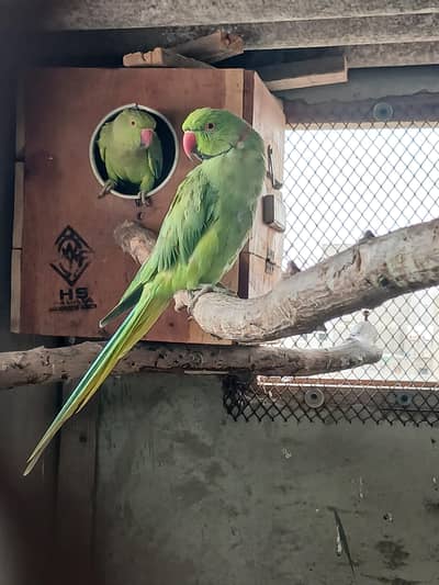 green ringneck breeder pair