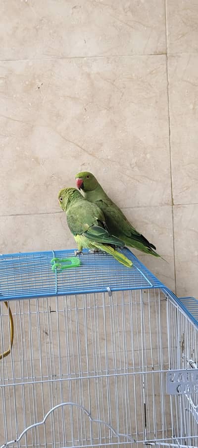 parrot sale in peshawar