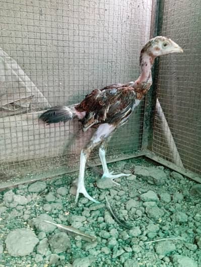 High Quality aseel chicks