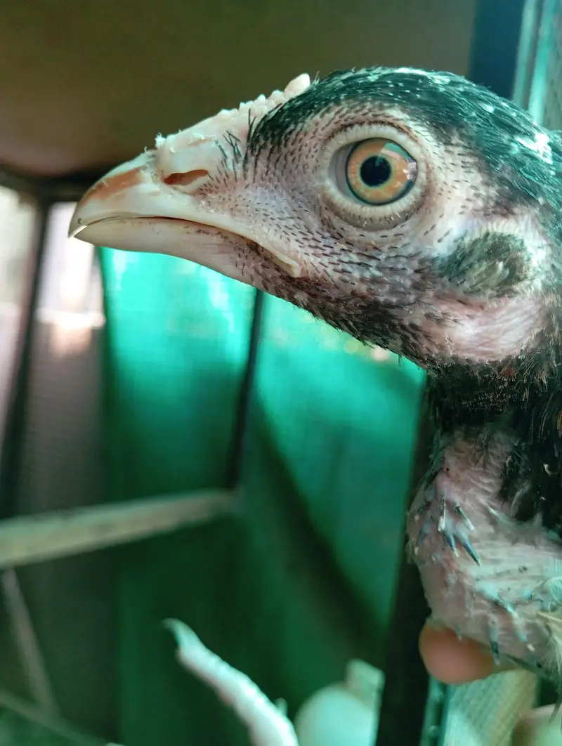 High Quality aseel chicks — photo 2