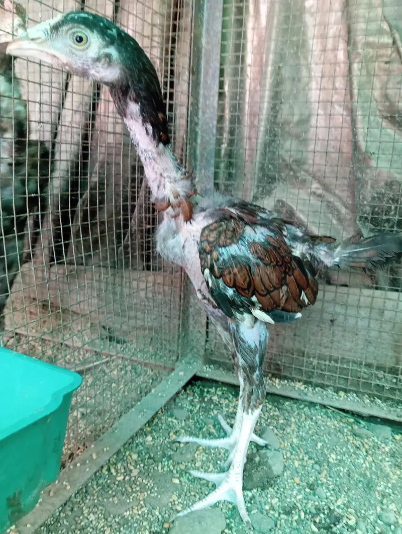 High Quality aseel chicks — photo 3