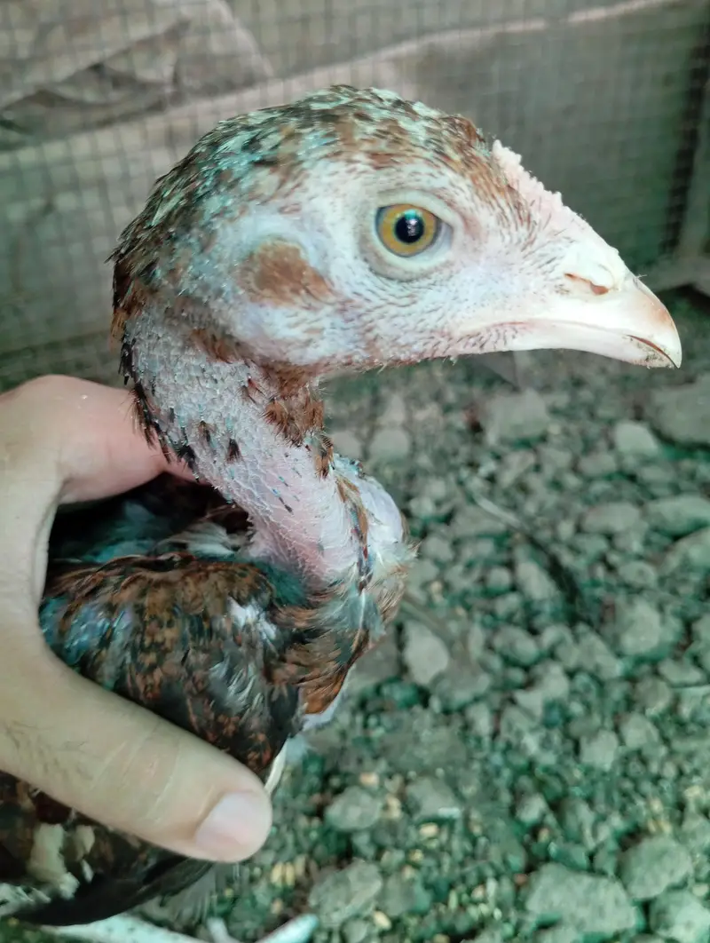 High Quality aseel chicks — photo 4