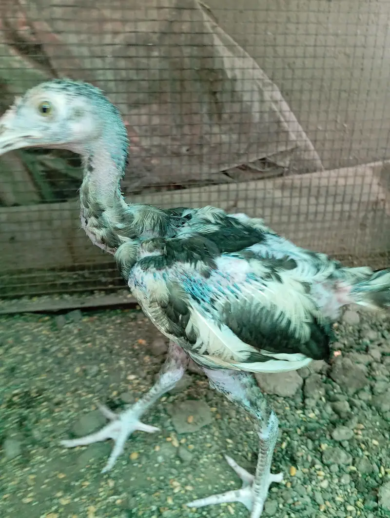 High Quality aseel chicks — photo 5
