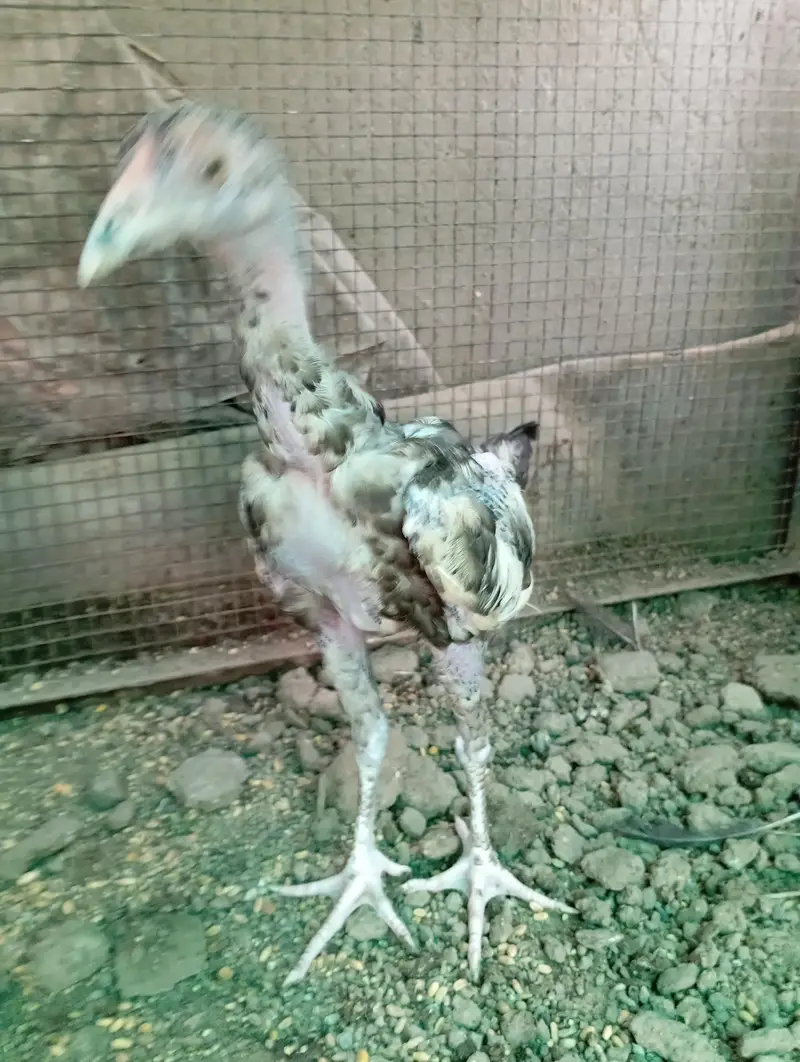 High Quality aseel chicks — photo 6