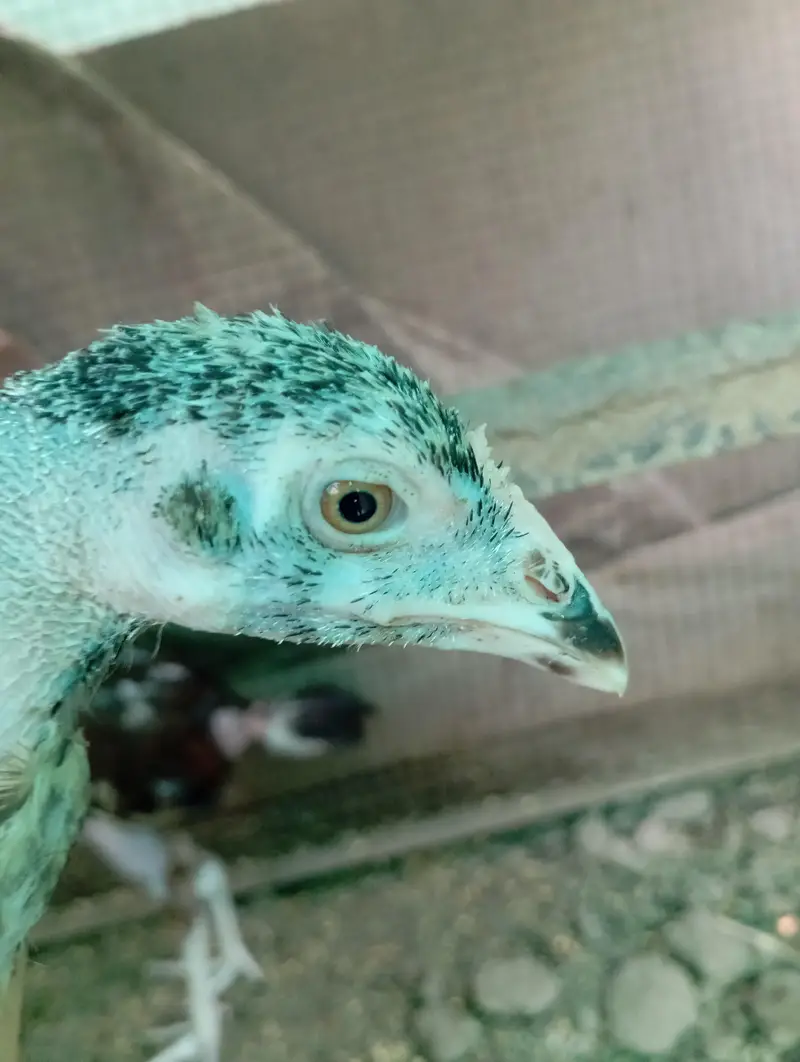 High Quality aseel chicks — photo 7