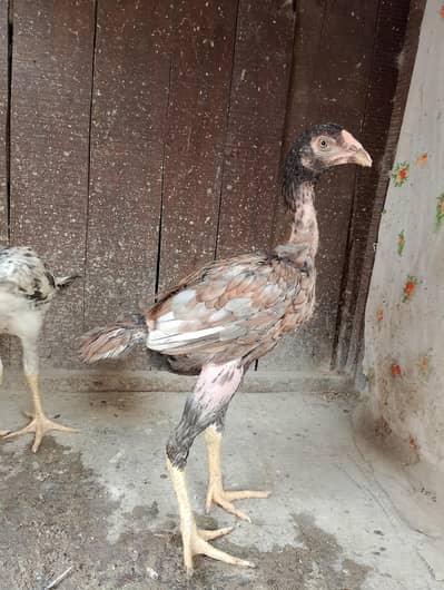 Aseel bachy for sale