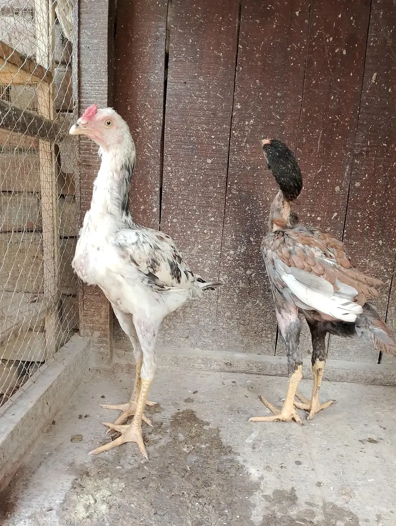 Aseel bachy for sale — photo 2
