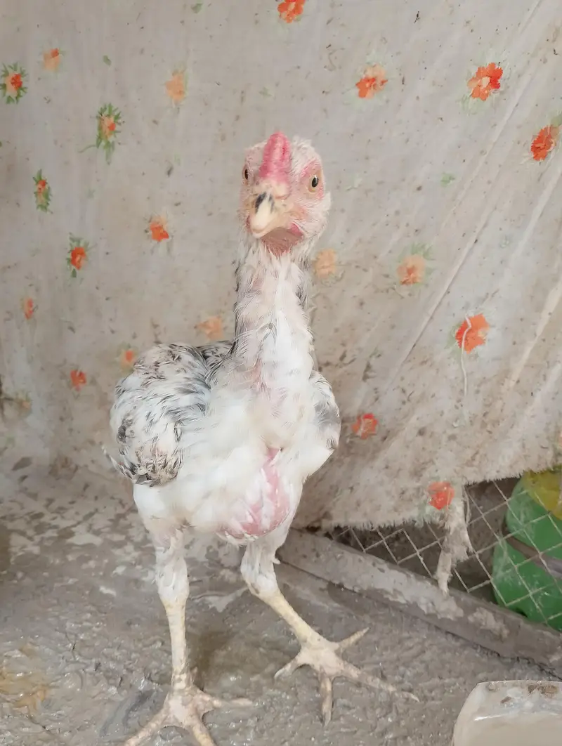 Aseel bachy for sale — photo 8