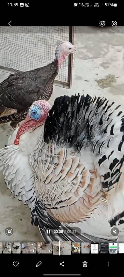 healthy and egg laying turkey pair