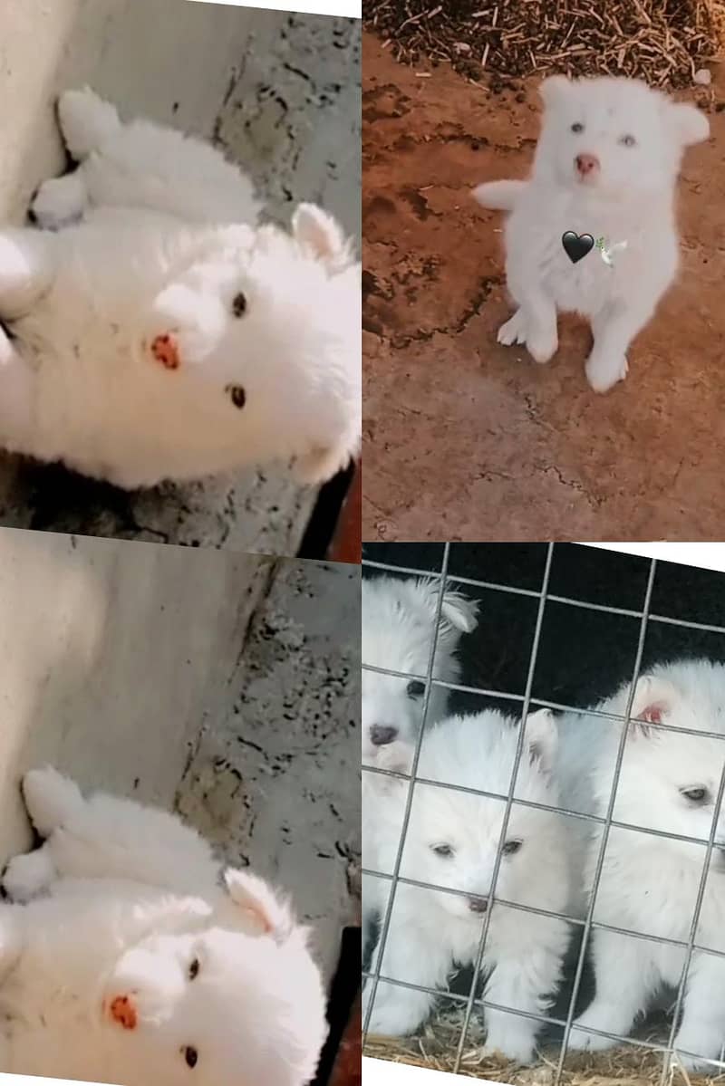 Russian Dog 0