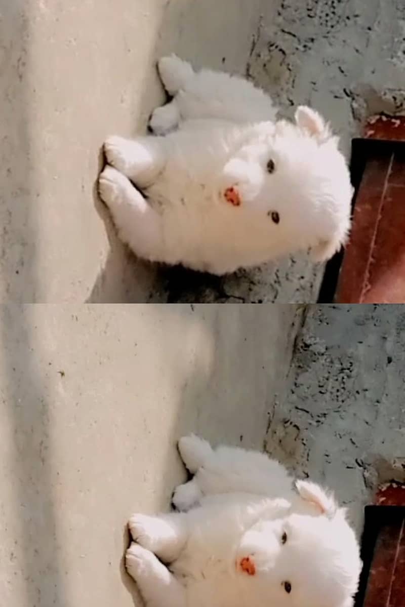 Russian Dog 1