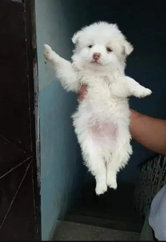 Russian Dog — photo 3