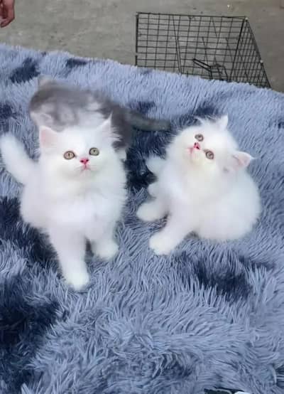 (Persian female kitten) (for sale all) (Pakistan delivery available)