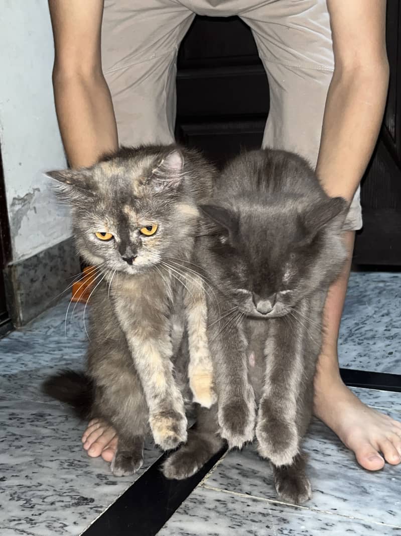 Persion cats pair 0