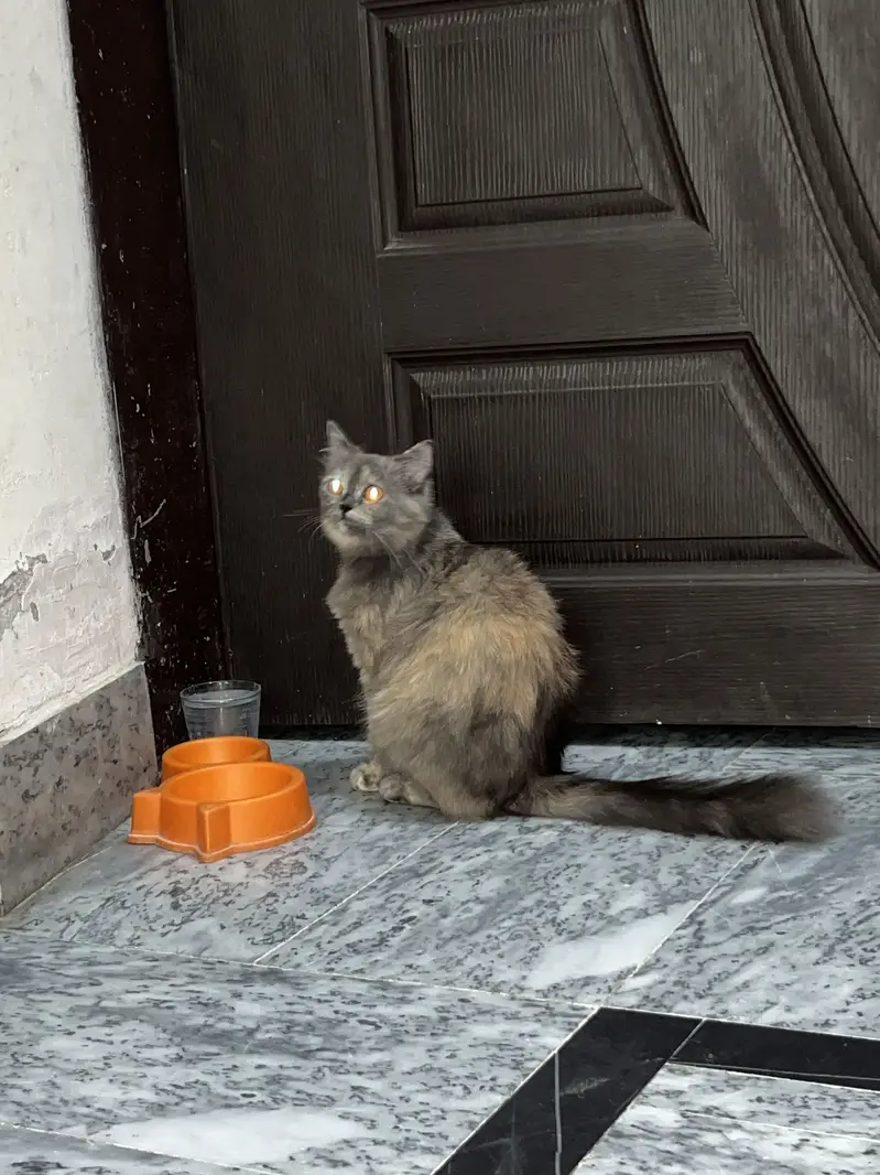 Persion cats pair — photo 2