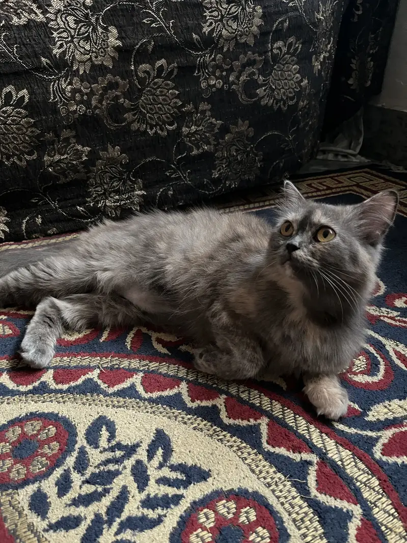 Persion cats pair — photo 3