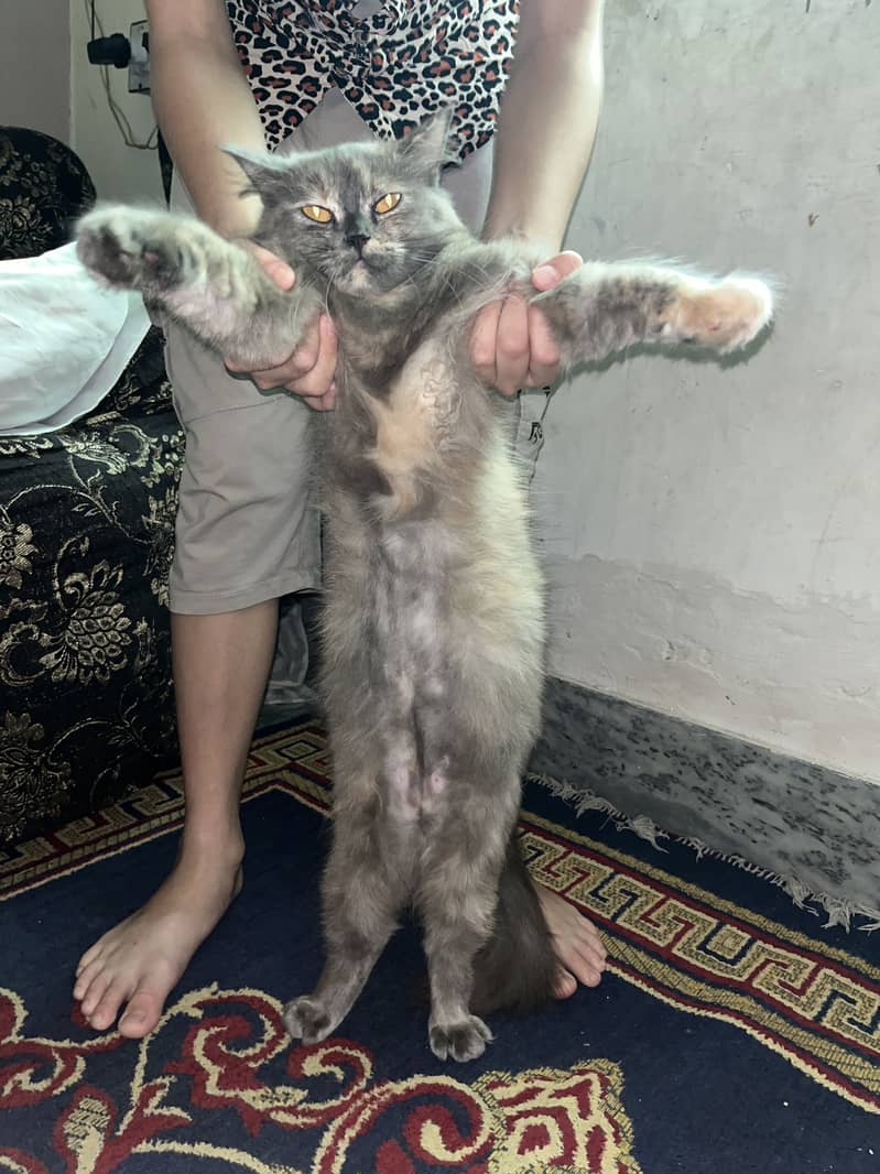 Persion cats pair 3