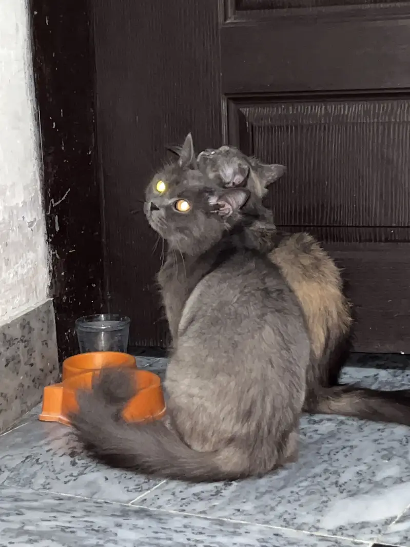 Persion cats pair — photo 5